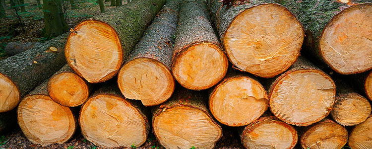 Stammholz