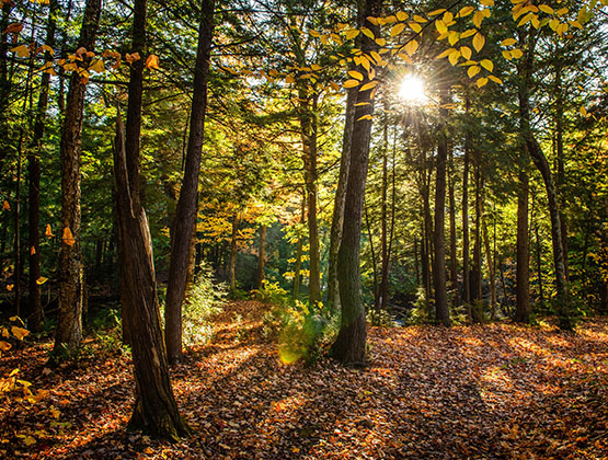 Waldbild mit Sonne
