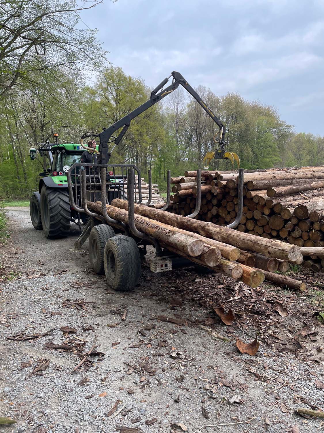 Brennholzpakete an einer Waldlichtung